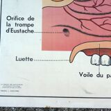 Old MDI school poster, eye-vision & ear-nose