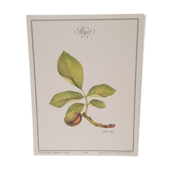 Walnut botanical board