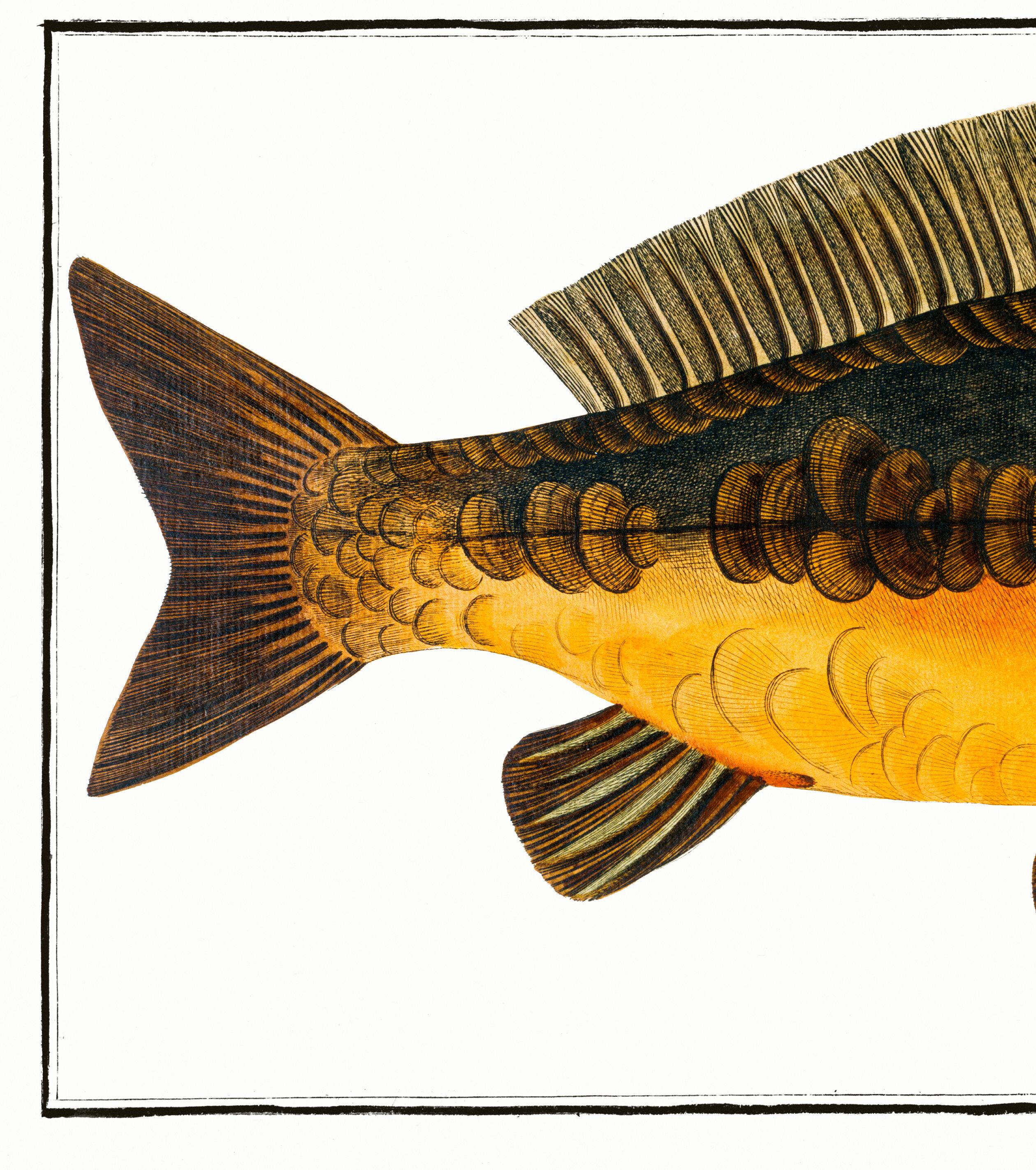 Poster about carp, based on an old engraving from 1746.