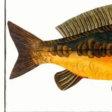 Poster about carp, based on an old engraving from 1746.