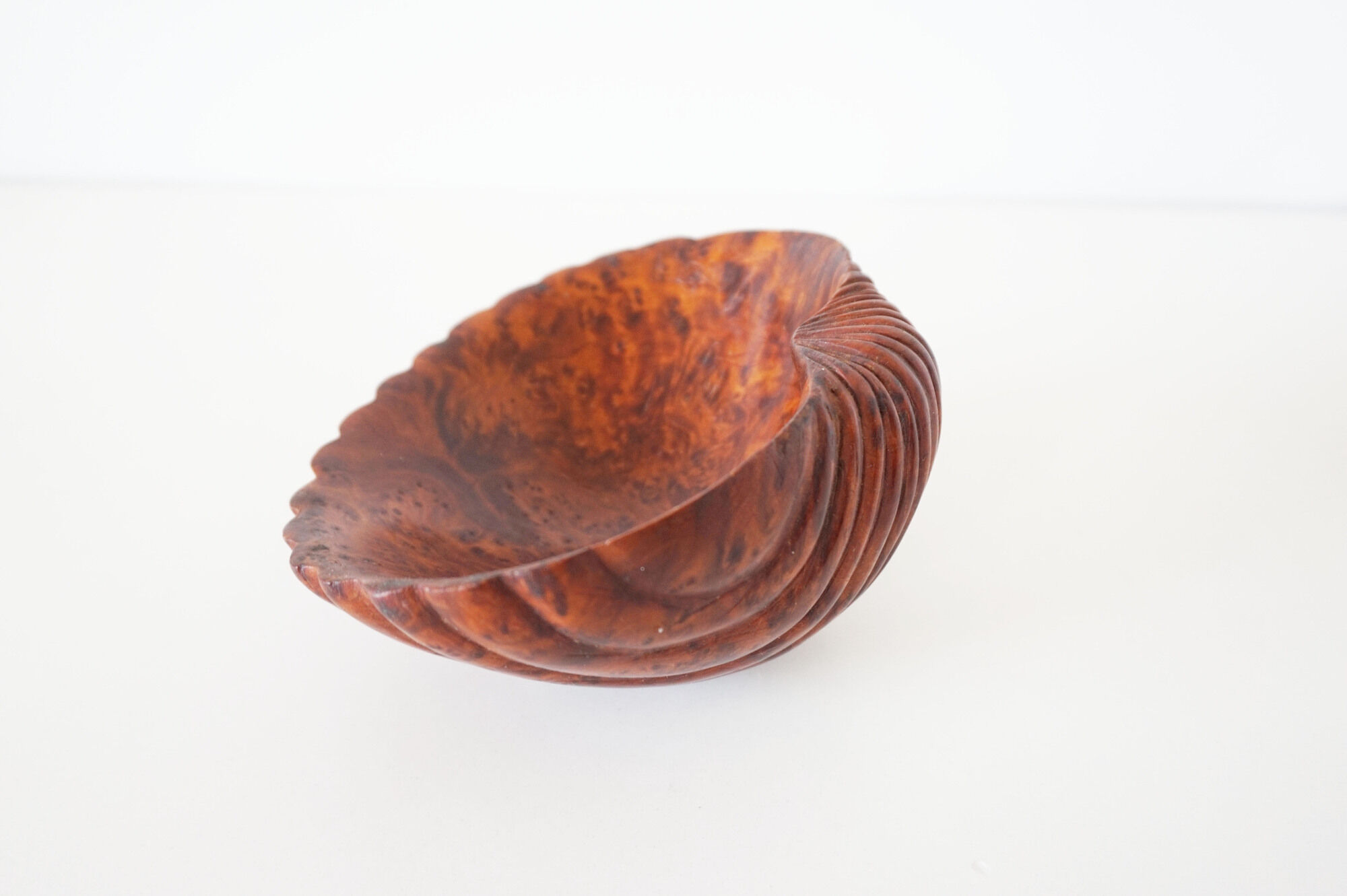 Empty cup shell pocket in elm magnifying glass