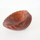 Empty cup shell pocket in elm magnifying glass