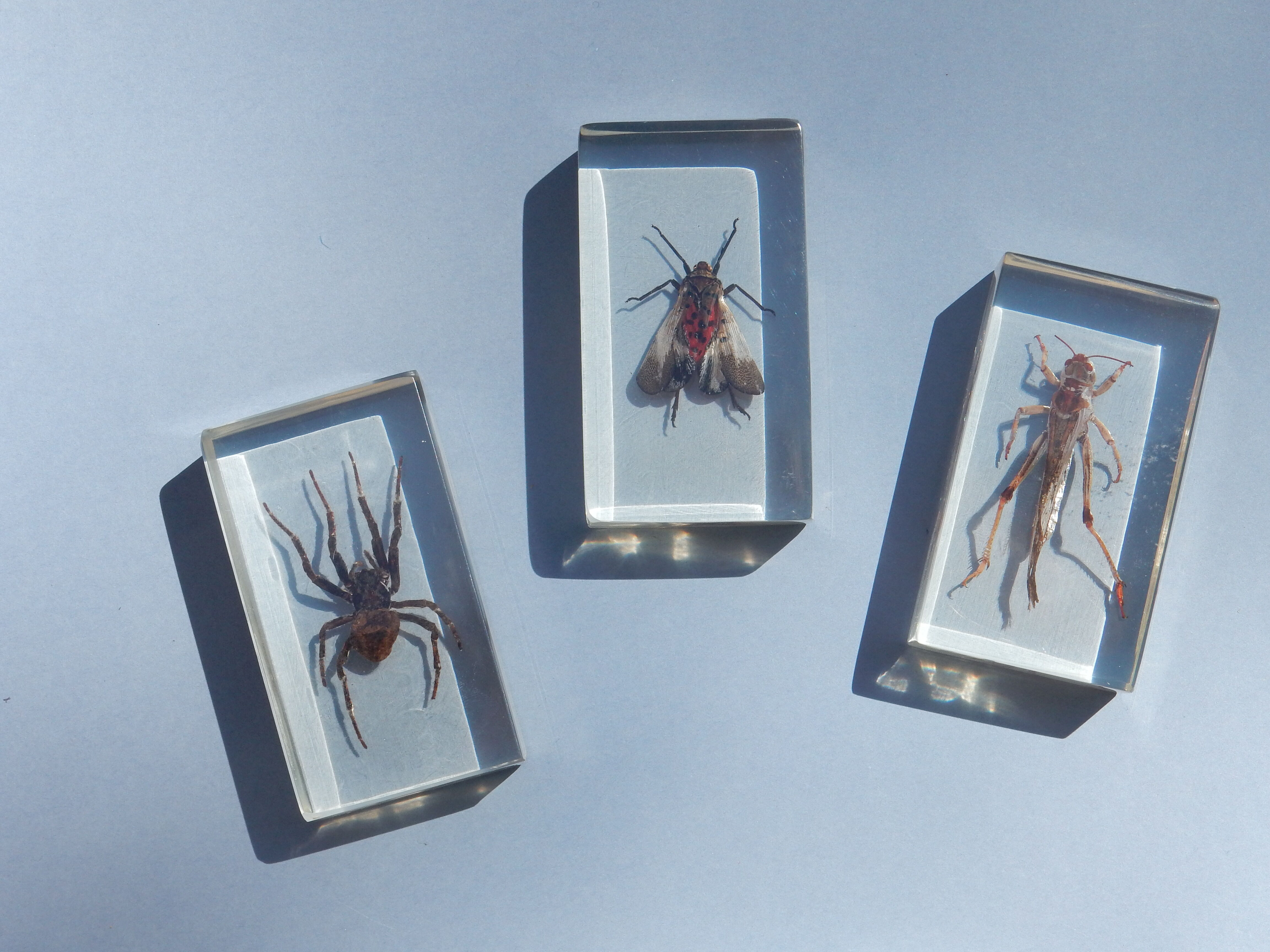 Coffret d'insectes véritables en taxidermie inclusion dans blocs de résine
