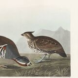Poster about the crested partridge, based on an old engraving from 1827.