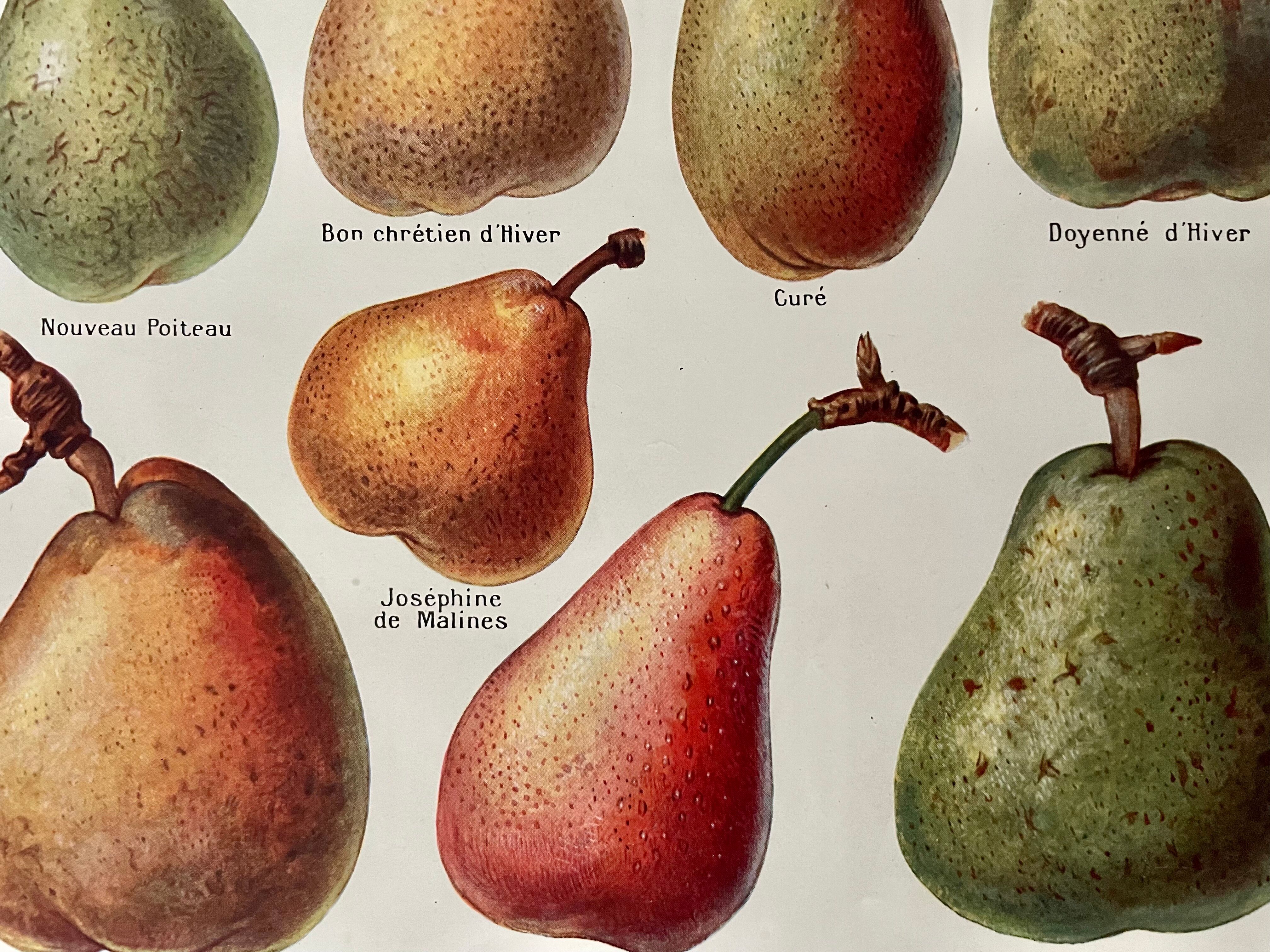 Lithograph on pears from 1921