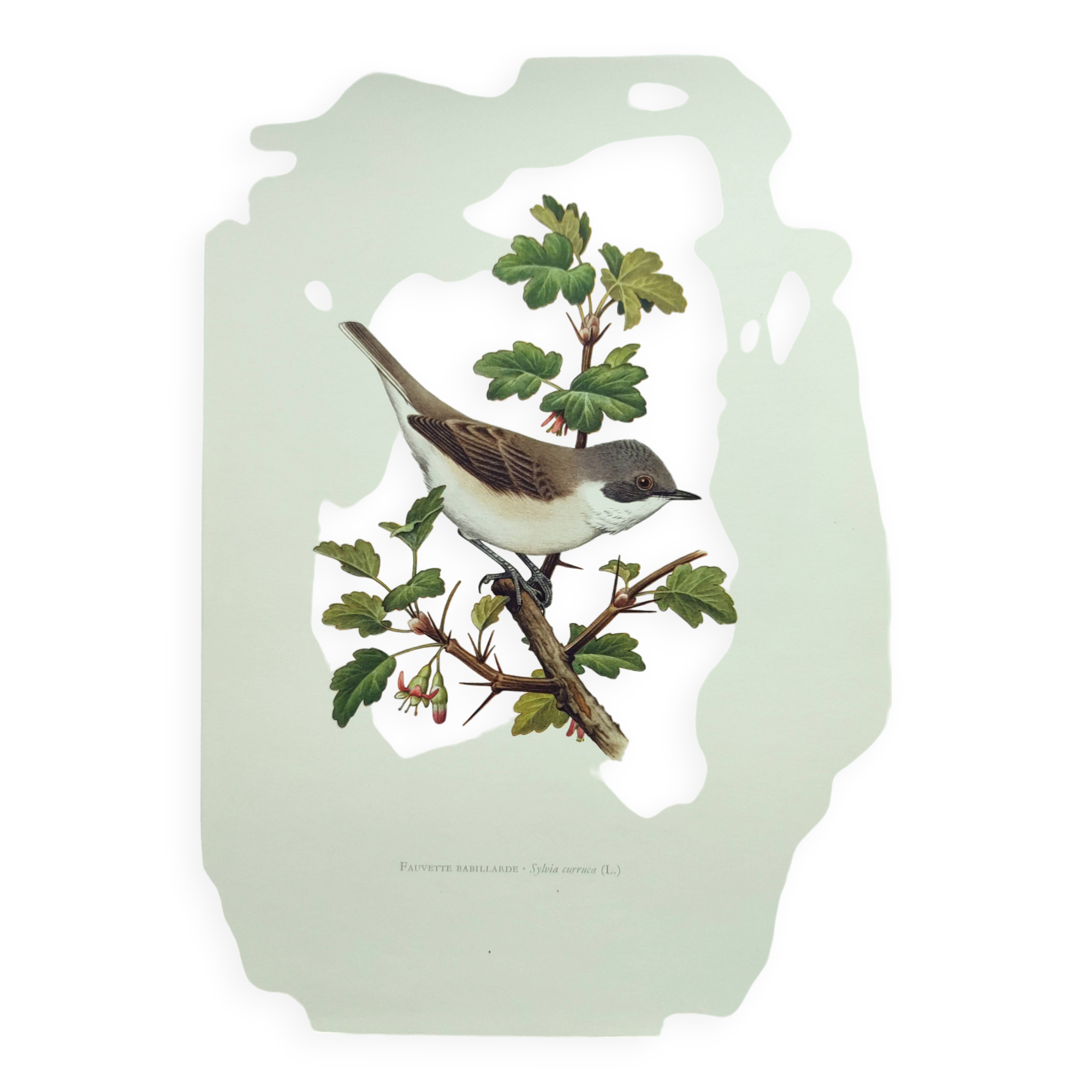 Bird vintage board 1960s - Warbler - Zoology and ornithology illustration