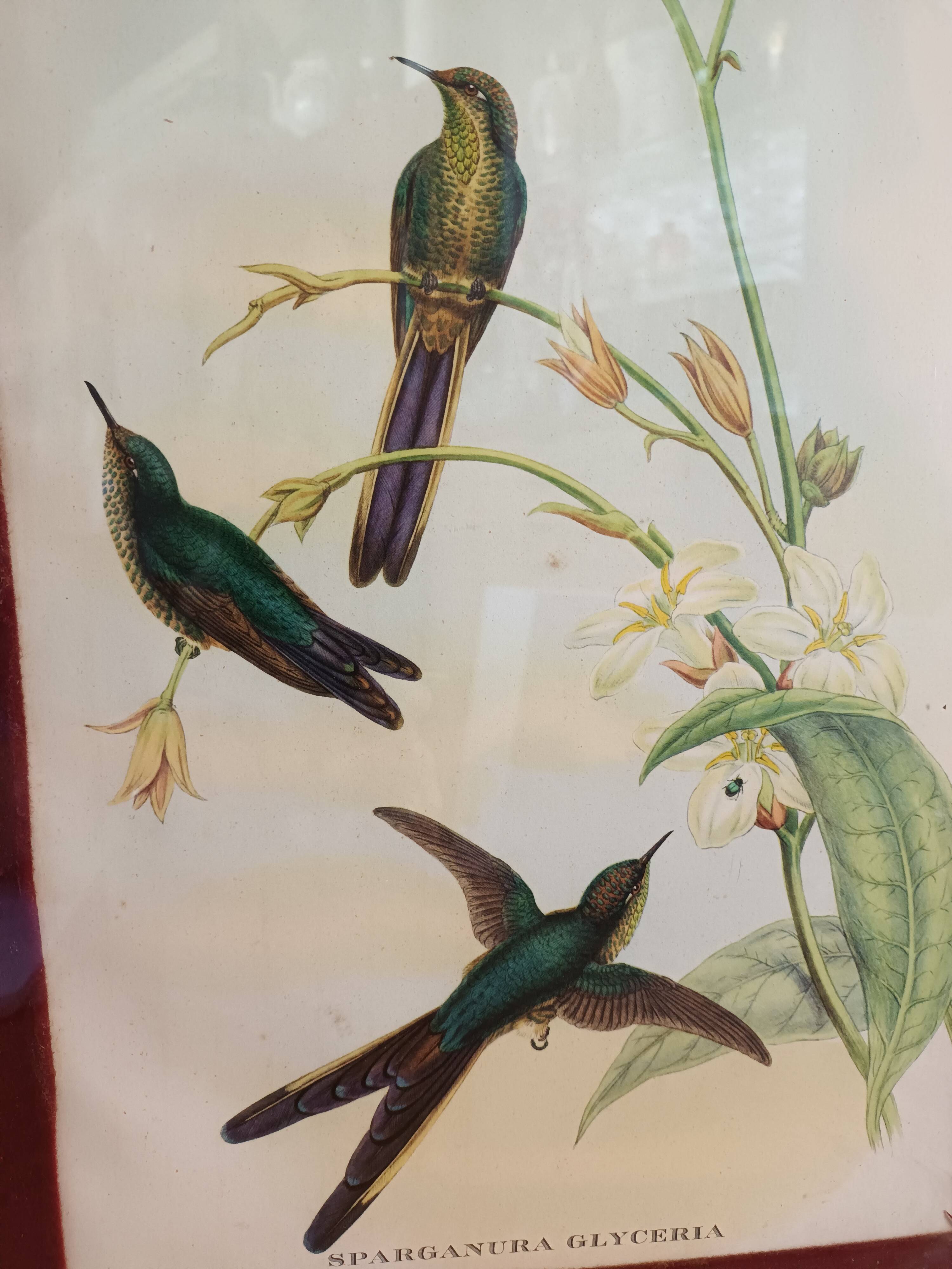 Botanical bird engraving