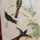 Botanical bird engraving