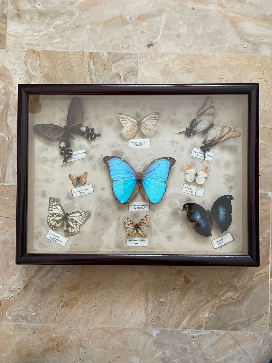 Butterfly framework naturalist entomology