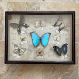 Butterfly framework naturalist entomology
