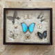 Butterfly framework naturalist entomology