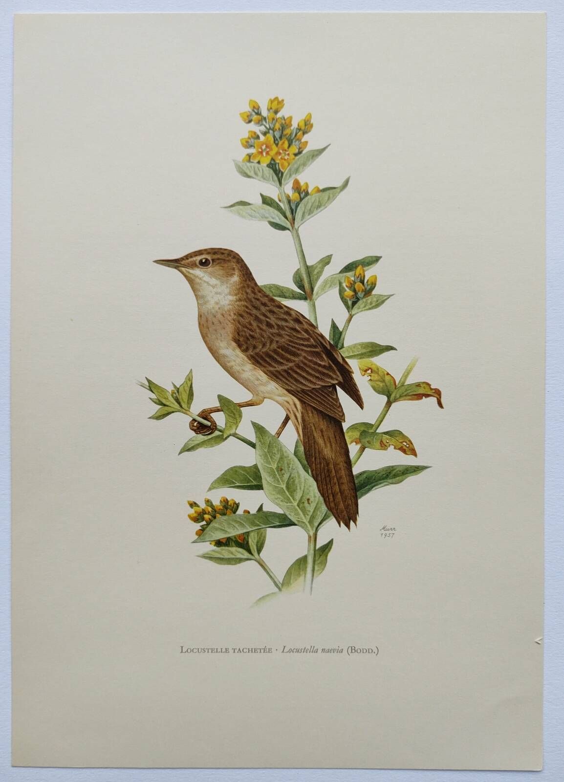 Bird board from the 60s - Locustelle Tachat - Vintage zoological illustration