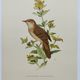 Bird board from the 60s - Locustelle Tachat - Vintage zoological illustration