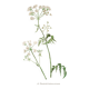 Illustration 1948 - Meadow Chervil by H. Strache - natural floral