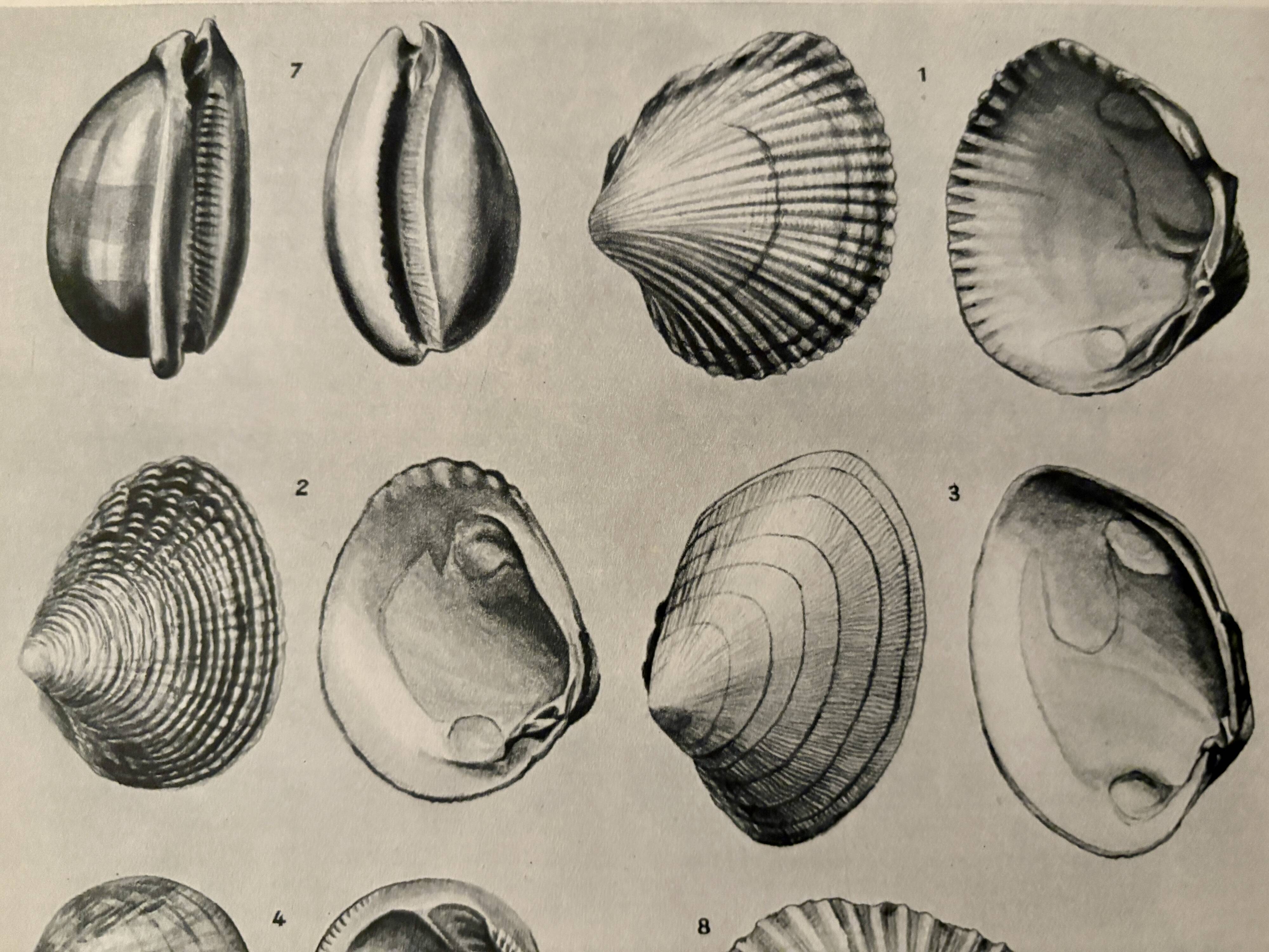 Illustrated plate on shells (marine molluscs) – 1950