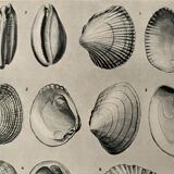 Illustrated plate on shells (marine molluscs) – 1950