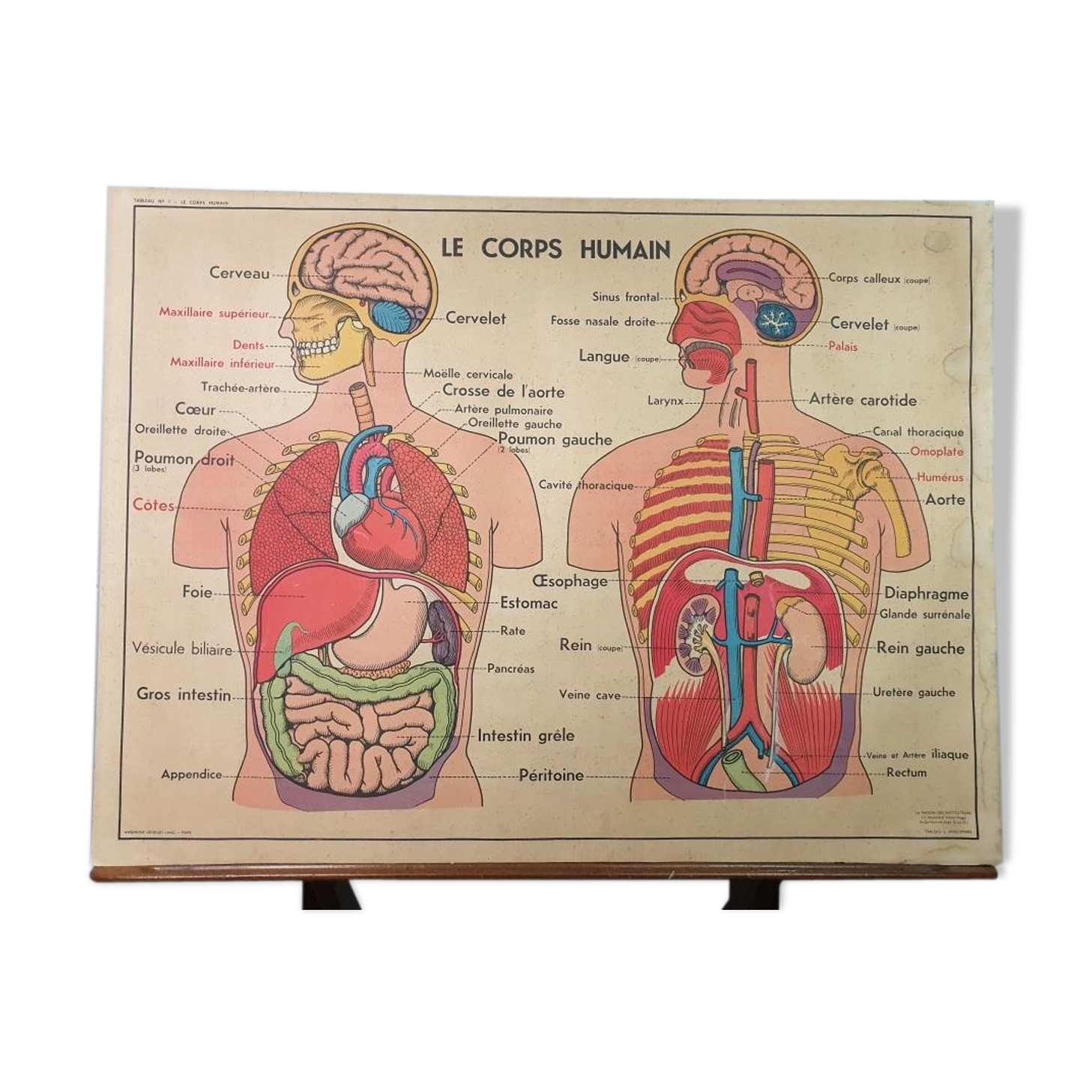 School anatomy poster