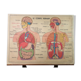 School anatomy poster