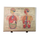 School anatomy poster