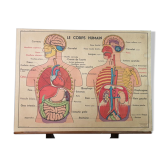 School anatomy poster