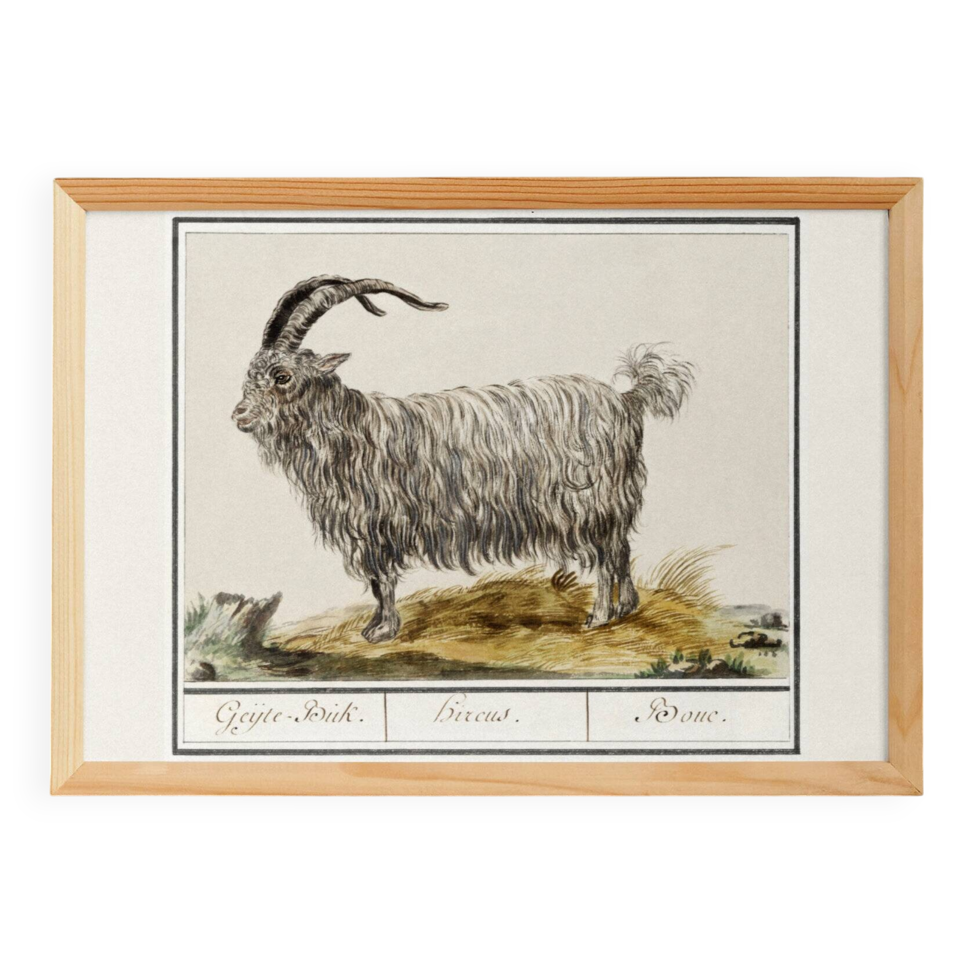 Petite affiche sur le bouc, d'après une gravure ancienne de 1610.