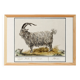Petite affiche sur le bouc, d'après une gravure ancienne de 1610.