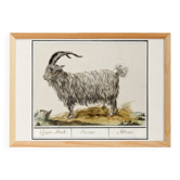 Petite affiche sur le bouc, d'après une gravure ancienne de 1610.
