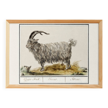 Small poster about the goat, after an old engraving from 1610.