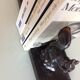 Bookebds ecureils by Tedo style art deco years 30-40
