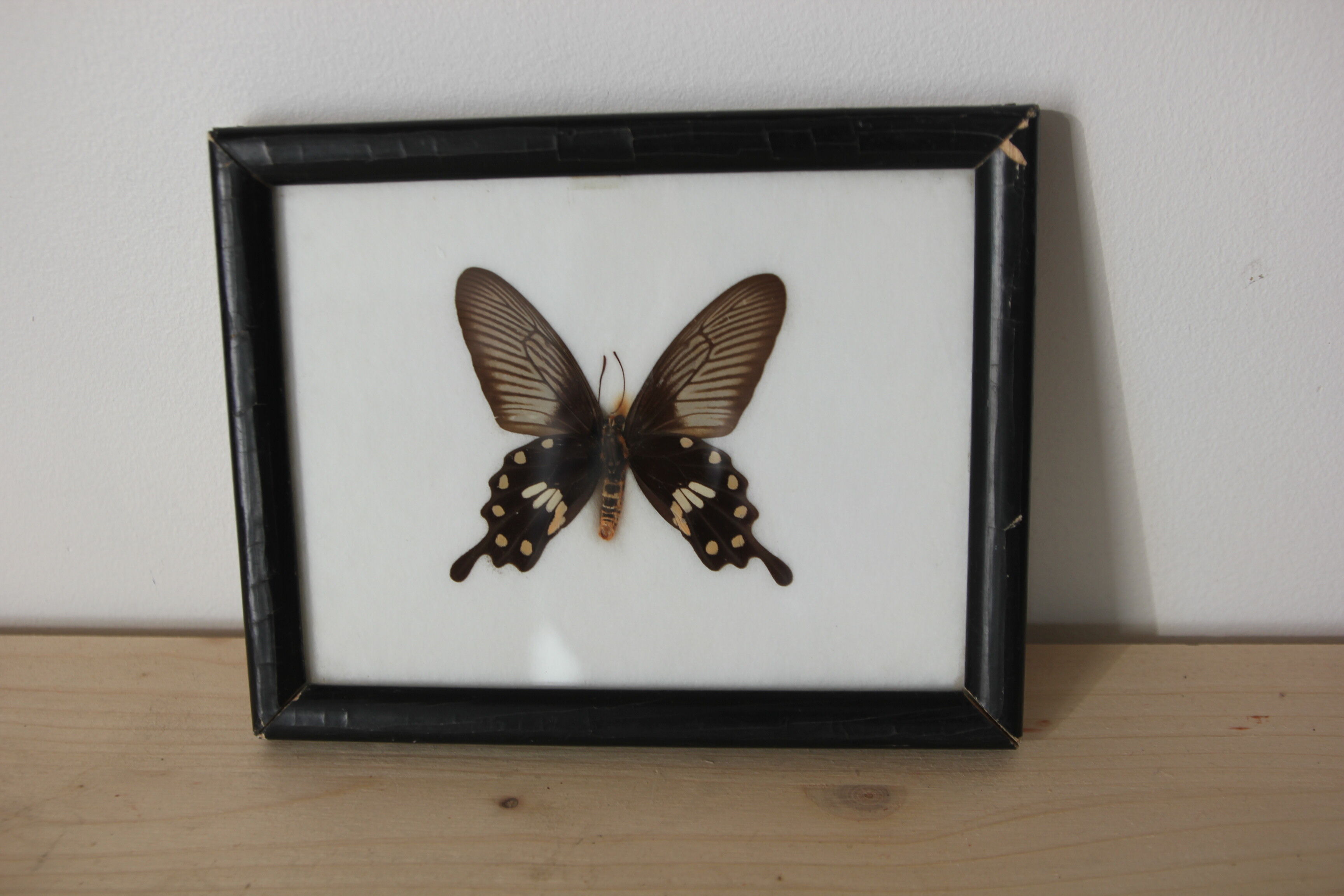 Butterfly frame