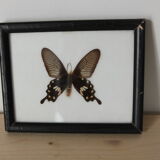Butterfly frame
