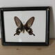 Butterfly frame