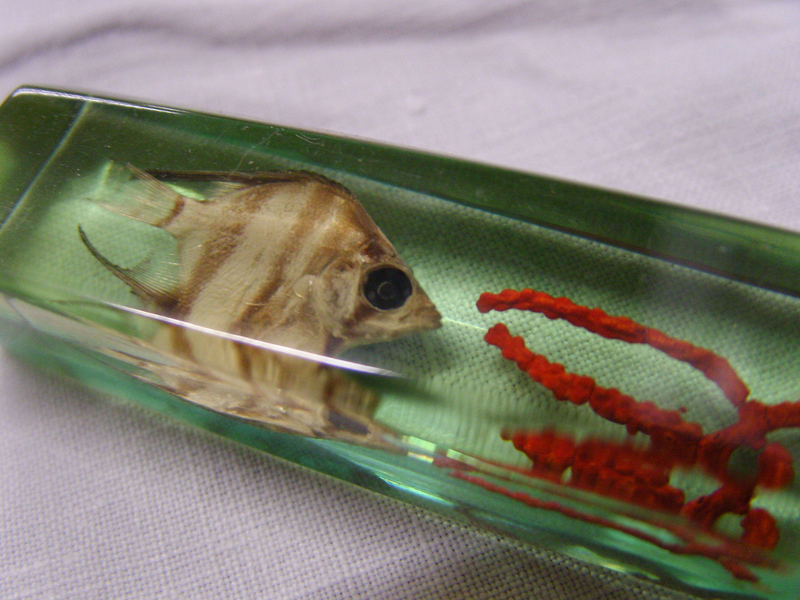 6 knife-wielding vintage insect inclusion