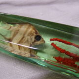 6 knife-wielding vintage insect inclusion