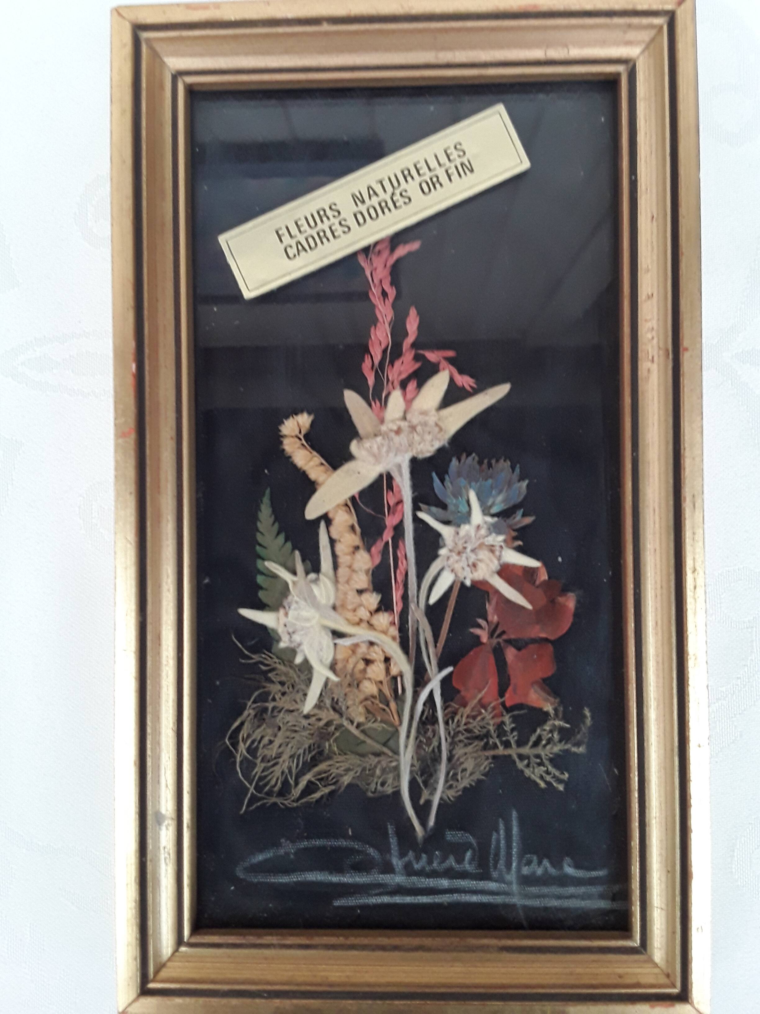 Herbarium frame under vintage glass