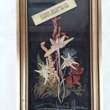 Herbarium frame under vintage glass