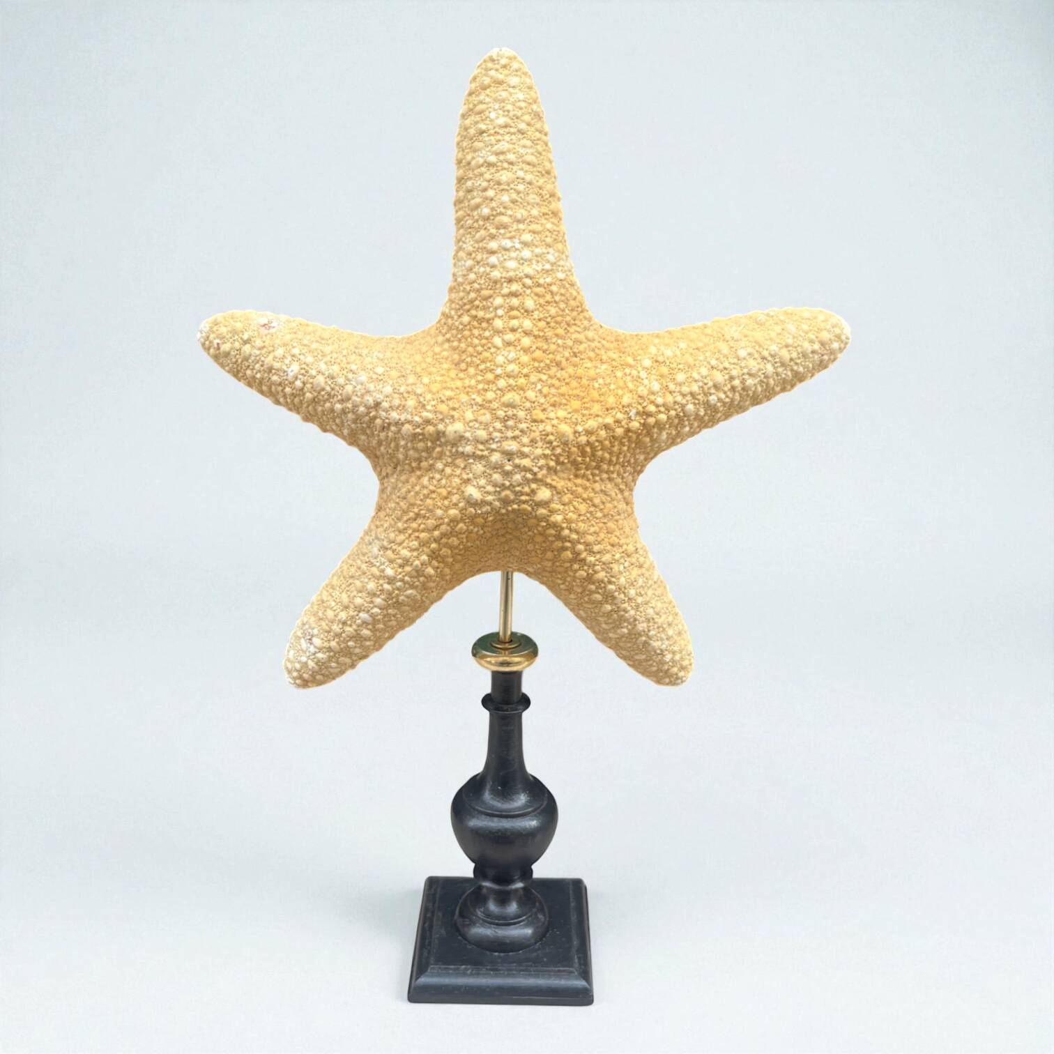 Starfish on a turned wooden base, late 19th century - cabinet of curiosities