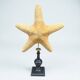 Starfish on a turned wooden base, late 19th century - cabinet of curiosities