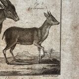Engraving Old book 18th century Buffon, Bonnaterre, Natural history