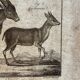 Engraving Old book 18th century Buffon, Bonnaterre, Natural history