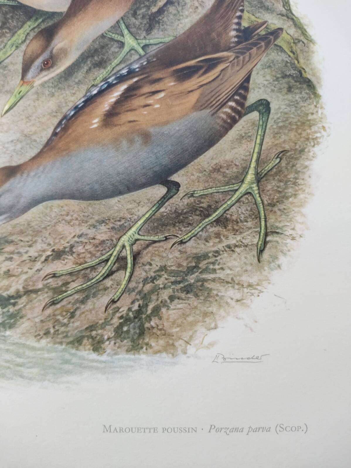 Planche oiseaux Années 1960 - Marouette Poussin - Illustration zoologique et ornithologique vintage