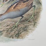 Planche oiseaux Années 1960 - Marouette Poussin - Illustration zoologique et ornithologique vintage