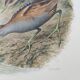 Bird board 1960s - Marouette Chick - Vintage zoological and ornithological illustration