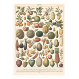 Planche ancienne sur les fruits 1897