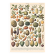 Old plate on fruits 1897