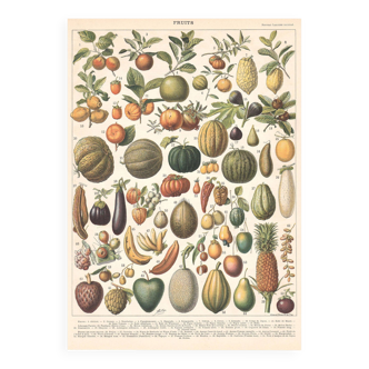 Planche ancienne sur les fruits 1897