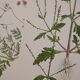 Lot de 2 planches botaniques cicutaire et verveine