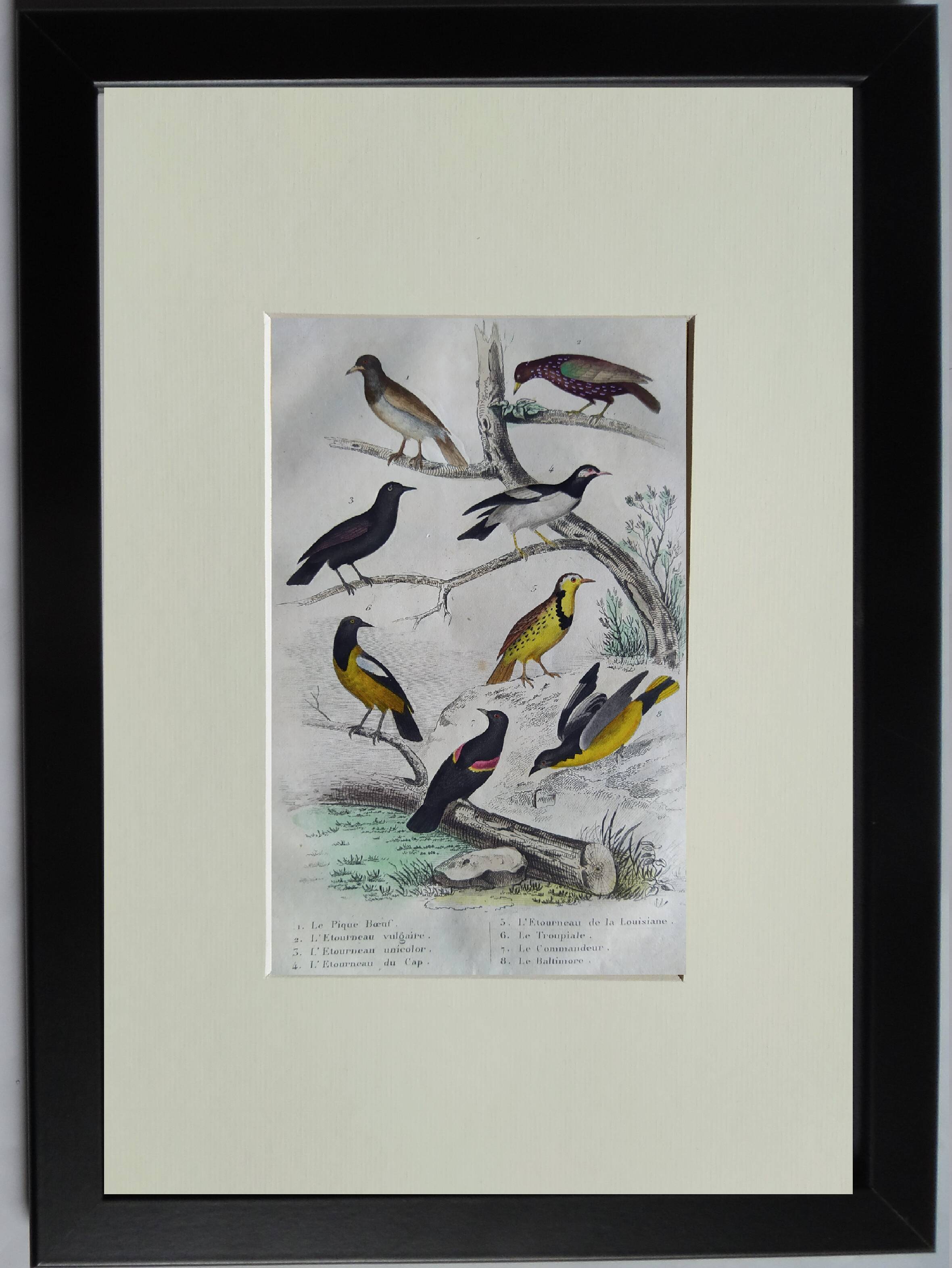 Planche Ornithologique originale " Pique bœuf - Etourneau vulgaire - &c... " Buffon 1836