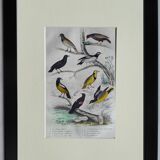 Original Ornithological plate " Pique boeuf - Etourneau vulgaire - &c... " Buffon (1836)