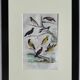 Original ornithological plate "Oxpecker - Common Starling - &c..." Buffon 1836